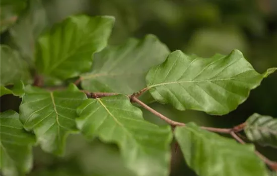 Fagus sylvatica