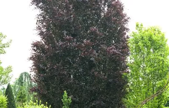 Fagus sylvatica purpurea