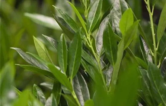 Prunus lauroc.'Otto Luyken'