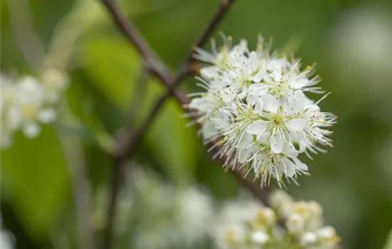 Prunus maackii 'Amber Beauty' Prunus maackii 'Amber Beauty'