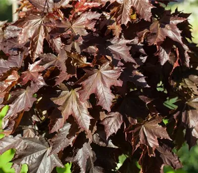 Acer platanoides