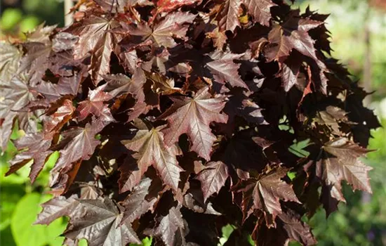 Acer platanoides