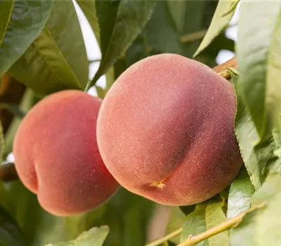 Prunus persica 'Red Haven' CAC Prunus persica 'Red Haven' CAC