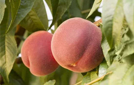 Prunus persica 'Revita' -S- CAC