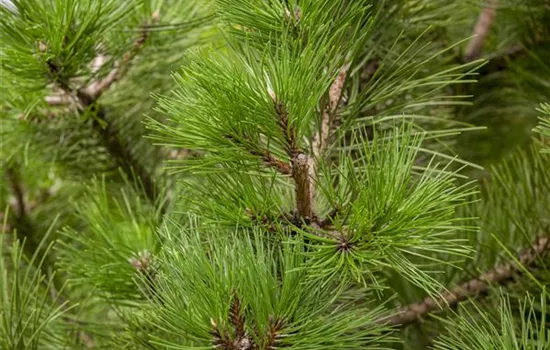 Pinus nigra ssp.nigra
