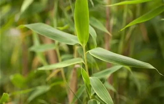 Fargesia murielae 'Simba'