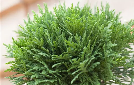 Zwerggehölze für Terrasse und Balkon  Zwerggehölze für Terrasse und Balkon