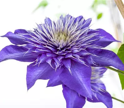 Clematis 'Multi Blue'