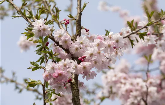 Prunus subhirtella 'Autumnalis Rosea'