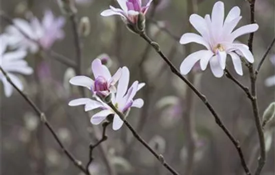 Magnolia soulangiana