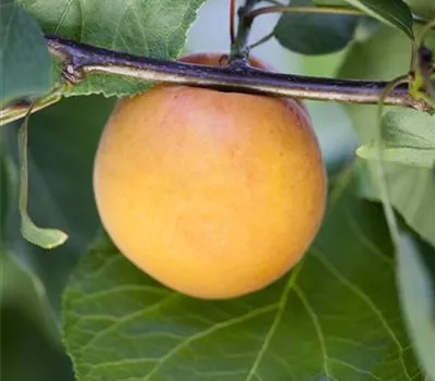 Prunus syr.'Bellamira' -S- CAC