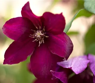 Clematis 'Cardinal Wyszynski'