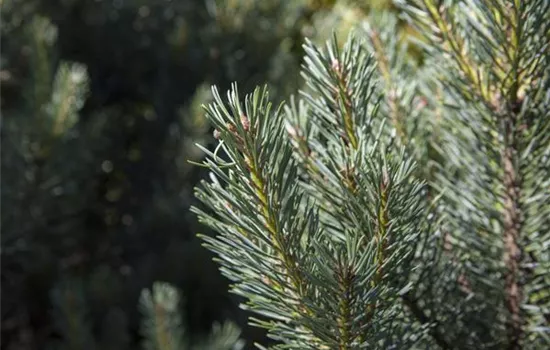 Pinus sylvestris 'Watereri'