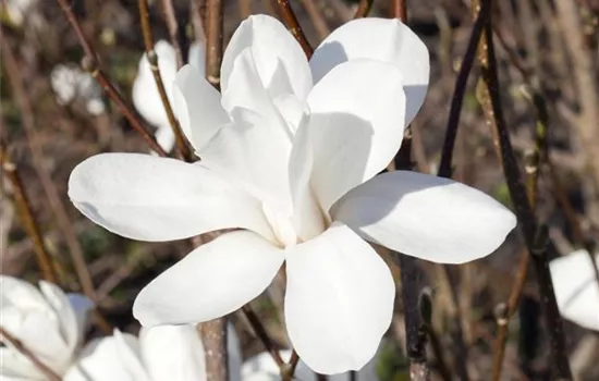Magnolia stellata