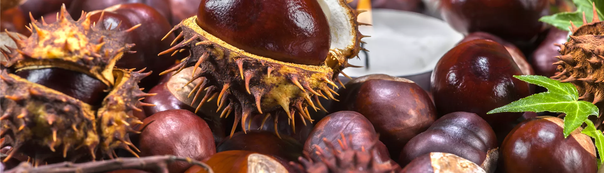 GS506688.jpg GS506688.jpg