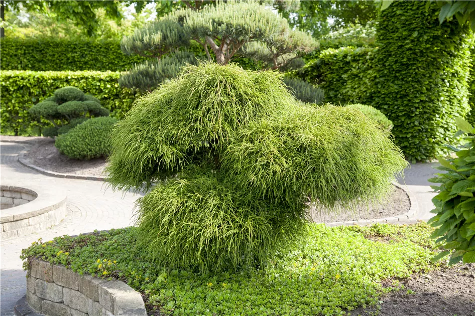 Thuja plicata 'Wipcord', Fadenthuja - Haid Baumschulen