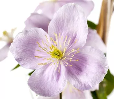 Clematis montana 'Rubens'