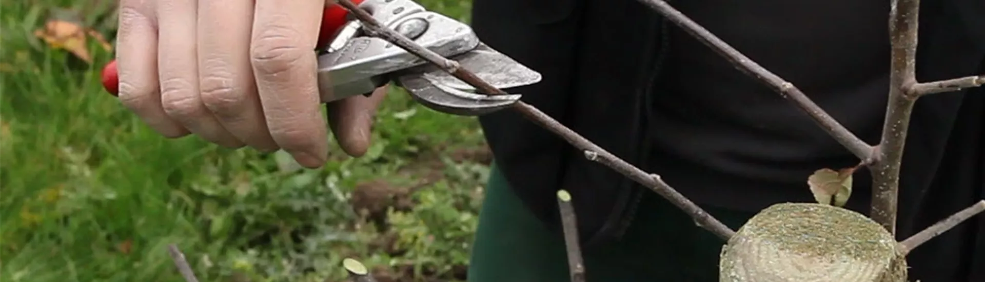 Apfelbaum - Pflanzschnitt (Anleitung - 3).jpg