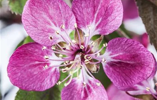 Malus 'Coccinella' -R-