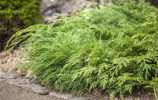 Microbiota decussata