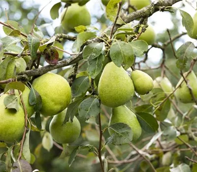 Pyrus com.'Doppelte Philippsbirne' CAC