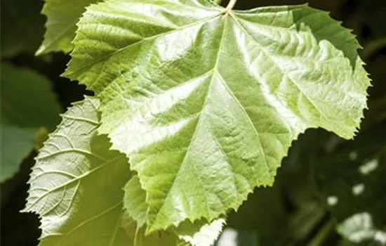 Tilia tomentosa 'Brabant'
