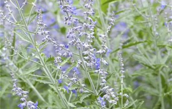 Perovskia atriplicifolia 'Lacey Blue' -R-