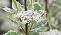 Hartriegel 'Elegantissima'