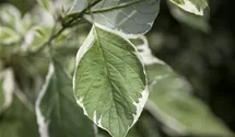 Hartriegel 'Elegantissima'