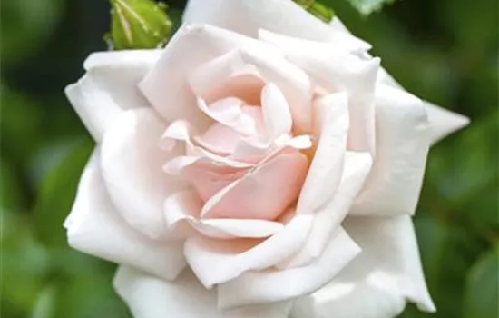 Rosa 'New Dawn' KL IV