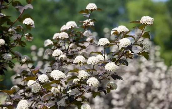 Physocarpus opulifolius 'Diabolo' -R-