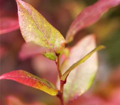 Vaccinium corymb.'Bluecrop' CAC Vaccinium corymb.'Bluecrop' CAC