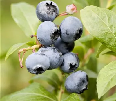 Vaccinium corymb.'Reka Vaccinium corymb.'Reka