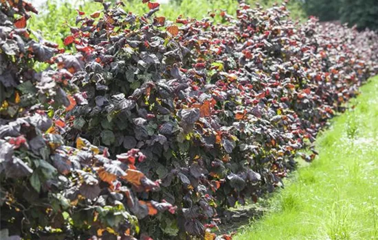 Corylus av.'Red Majestic'