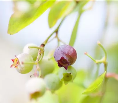 Vaccinium vitis-idaea 'Red Pearl' Vaccinium vitis-idaea 'Red Pearl'
