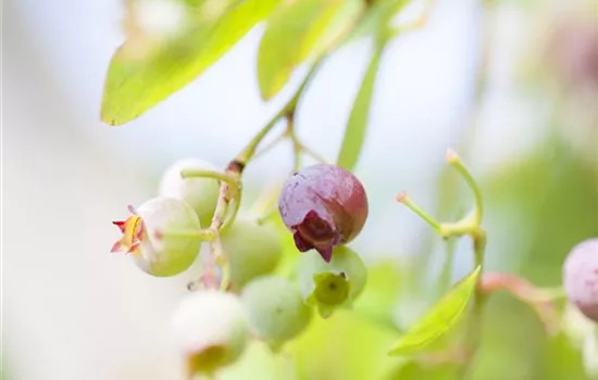 Vaccinium vitis-idaea 'Red Pearl'