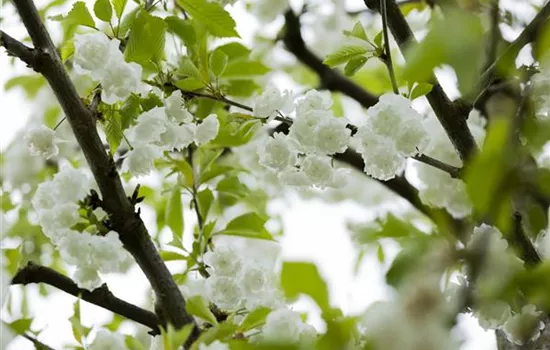 Prunus avium 'Plena'