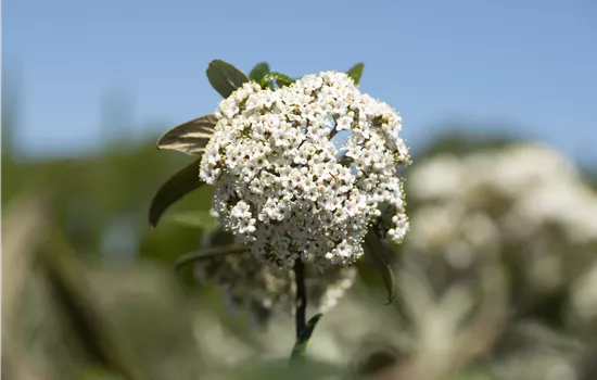Viburnum 'Pragense'