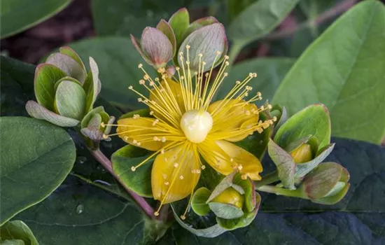 Hypericum androsaemum 'Orange Flair'