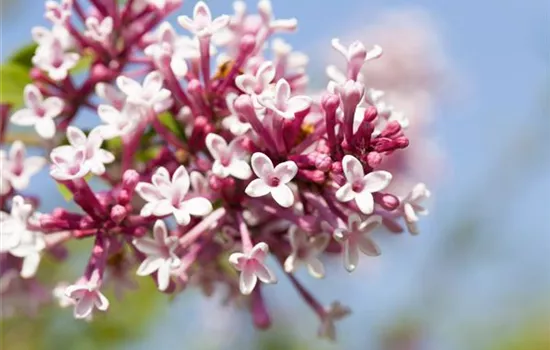 Syringa microphylla 'Superba'