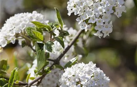 Viburnum burkwoodii