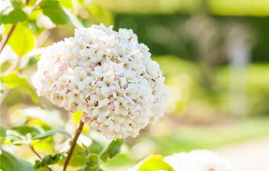 Viburnum carlcephalum