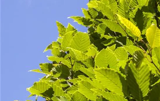 Carpinus betulus 'Fastigiata Monument'