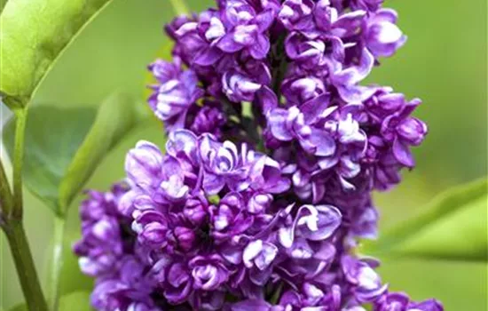 Syringa vulg.'Charles Joly'