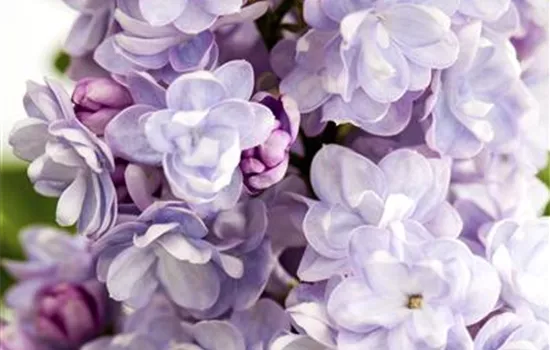 Syringa vulg.'Michel Buchner'