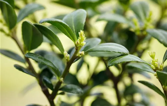 Ilex crenata 'Dark Green' -R-