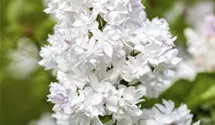 Edelflieder 'Mme Lemoine'