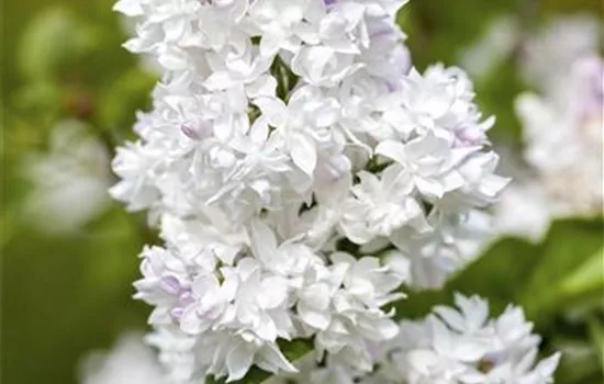 Syringa vul.'Mme Lemoine'