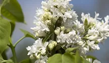 Edelflieder 'Mme Lemoine'
