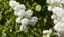 Edelflieder 'Mme Lemoine'